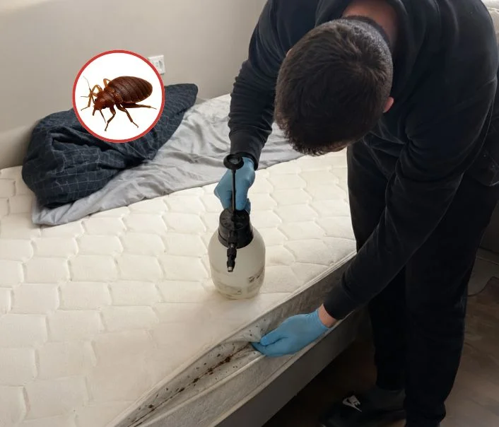 Technicien traitant un matelas contre les punaises de lit à Chapet